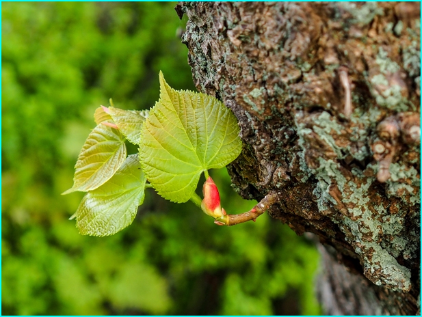 Fruehling2